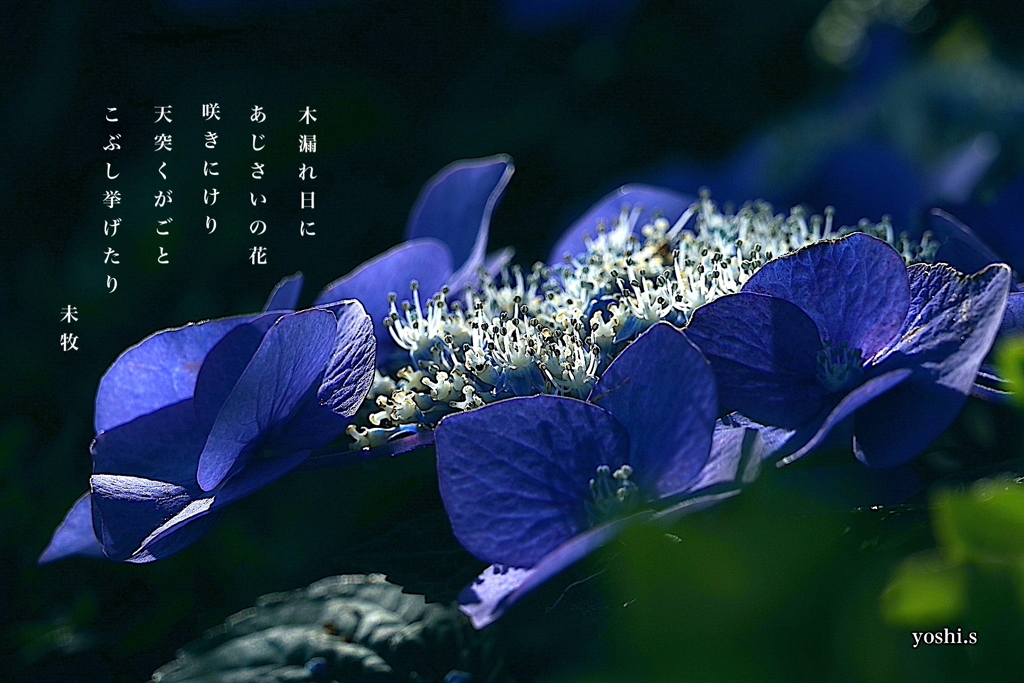 写真歌：木漏れ日