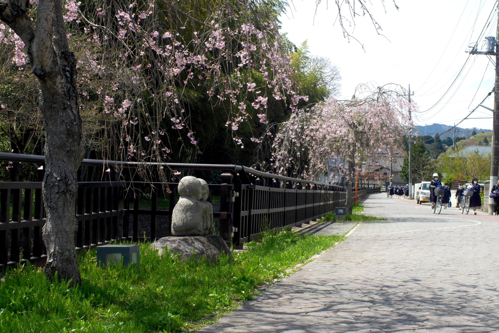 写真掌編：桜の下で 16：通学路の春：写真句（NTW67）