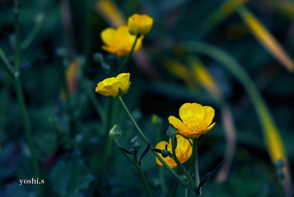 写真エッセイ：地の花：馬の足形１