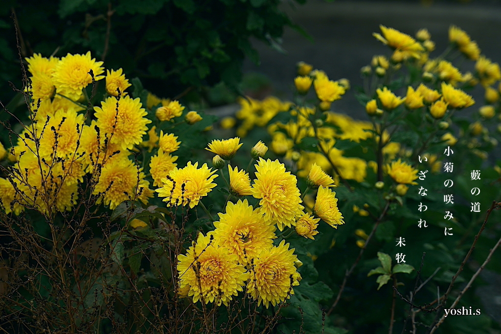 写真句：咲む小菊２題：小菊６