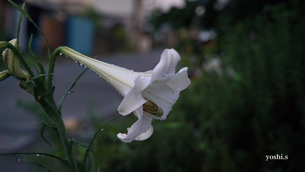 写真句：雨上がりの夕