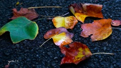 写真エッセイ：落葉の彩