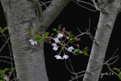 写真句：川縁の山桜