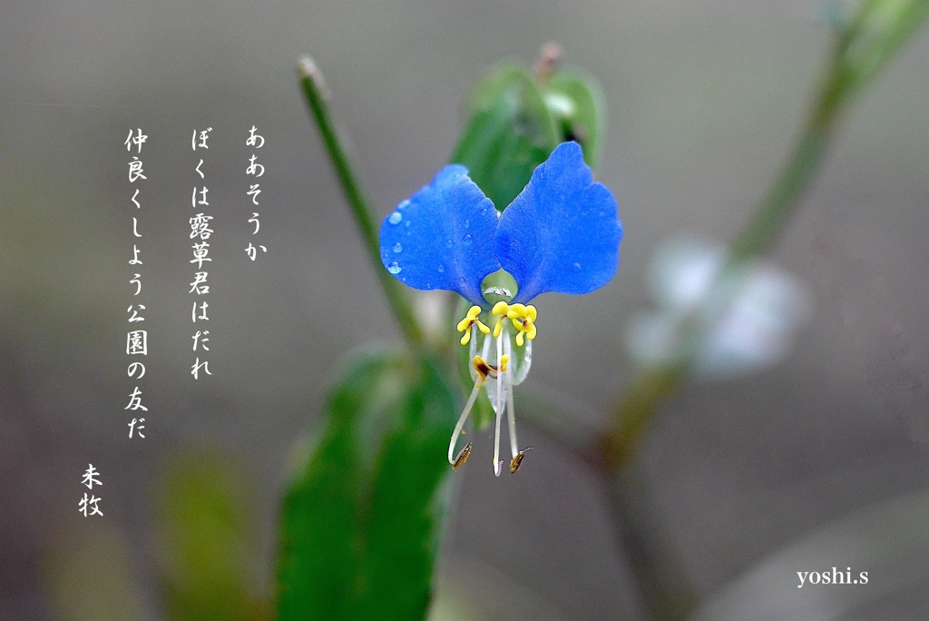 写真歌：露草２/２
