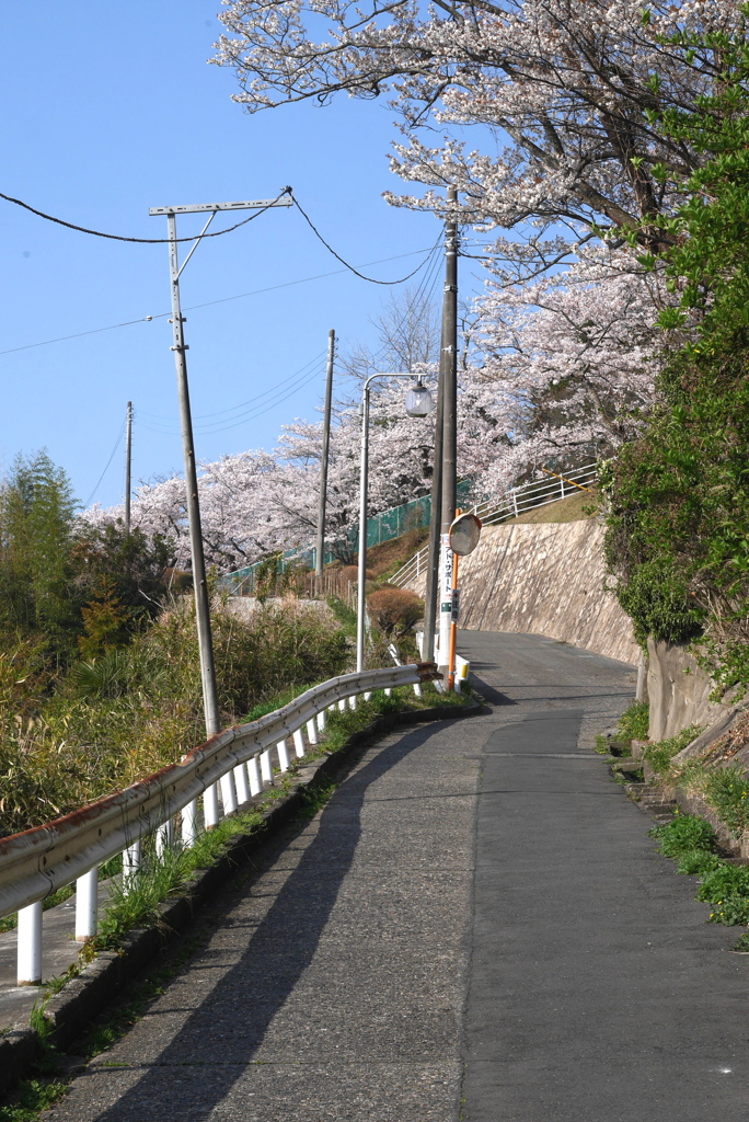 写真掌編：桜の下で ５： 高校の桜２