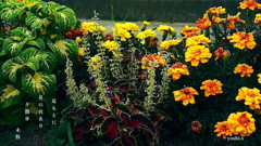 写真句：道端の花21：花の宮