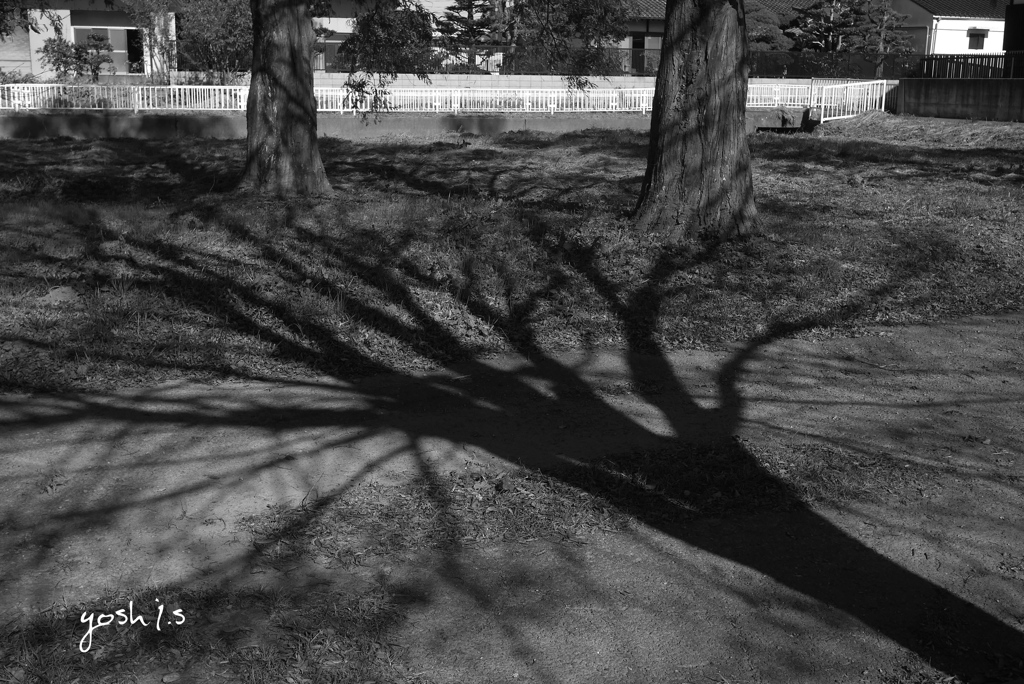 写真句：晩秋の影：B&W25