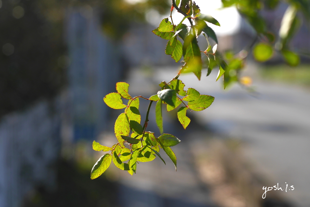 写真句：秋が行く