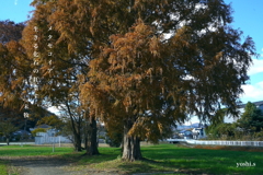 写真句：カラフル写ん歩１：メタセコイア