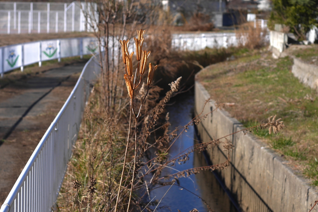 写真句：冬の光３： 散歩道：NTW105