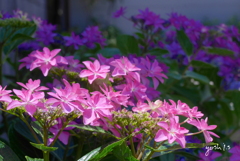 写真句：Colorful world
