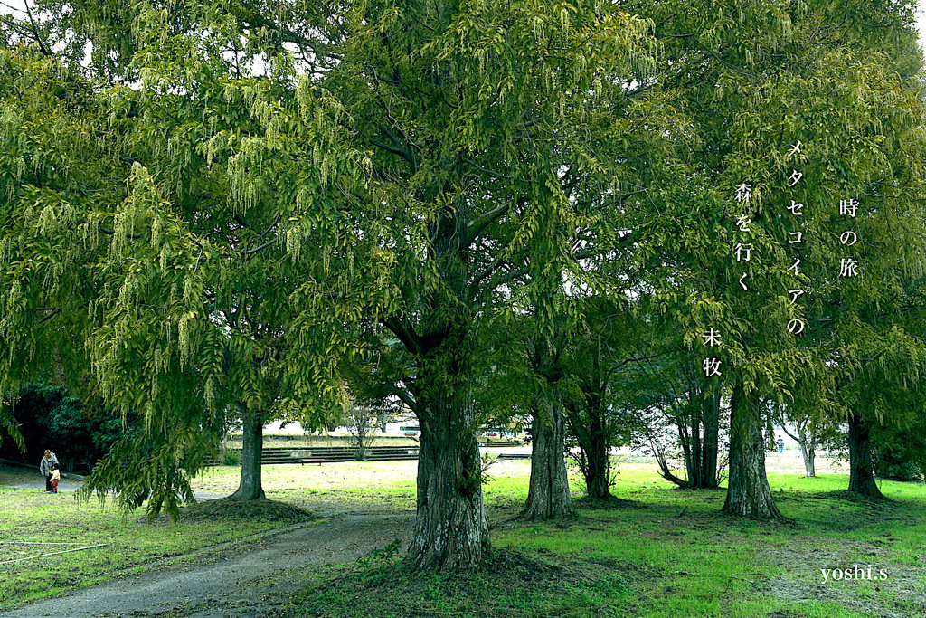写真句：時の旅