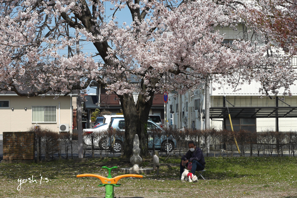 写真句：山桜と紳士と犬