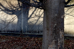 枯れ木と影：写真句