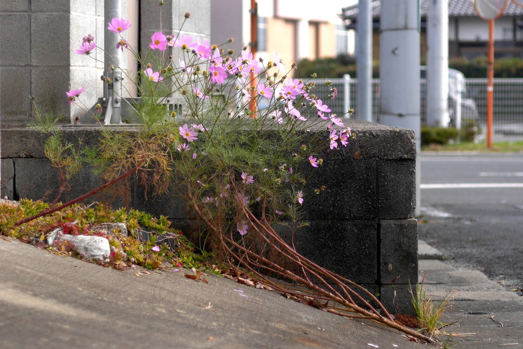 写真エッセイ：立ち上がったコスモス
