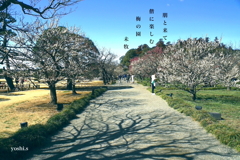 写真句：偕楽園散歩15：梅林