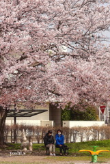 写真句：桜20：街の公園１：語らい１