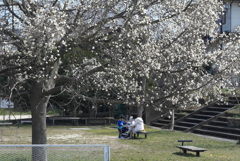 写真句：公園の春