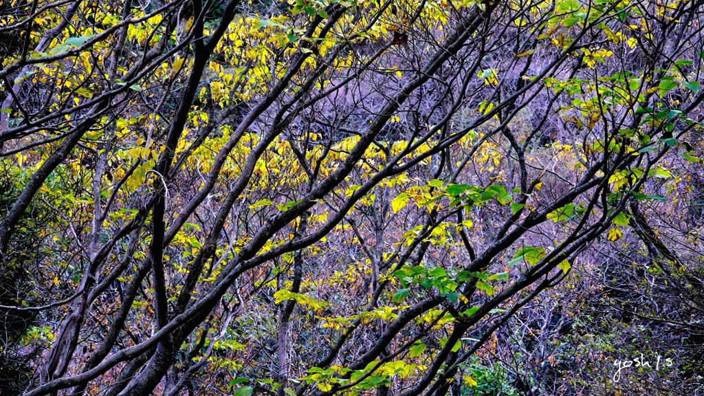写真エッセイ：秋彩６：秋の流れ