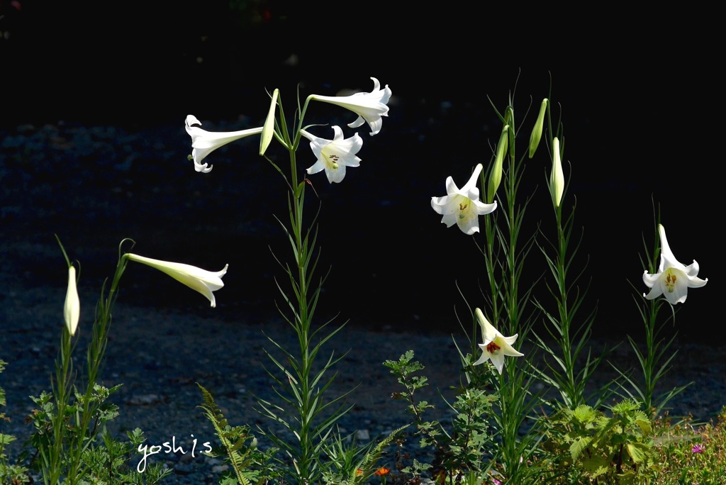 写真掌編：おしゃべりな花たち