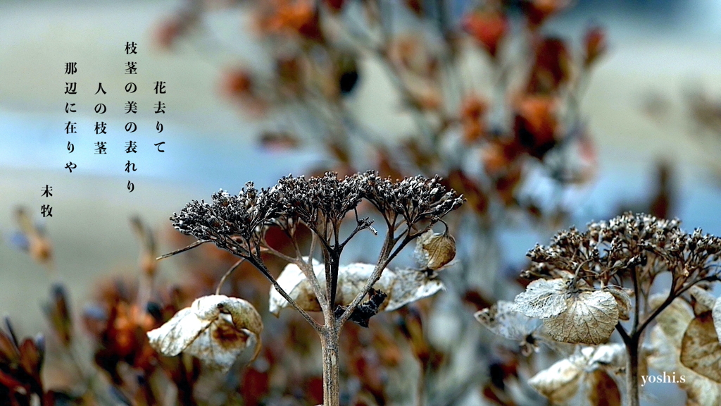 写真歌：いとしの枯れ２：紫陽花