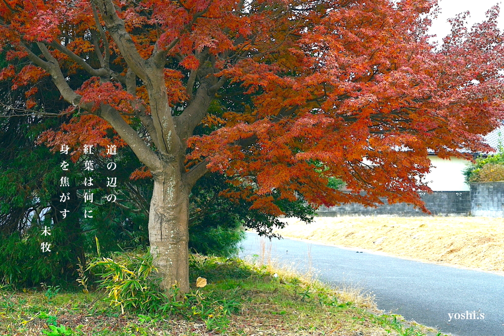 写真句：カラフル写ん歩３：紅葉