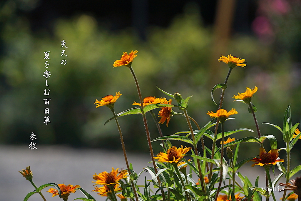 写真句：夏を楽しむ