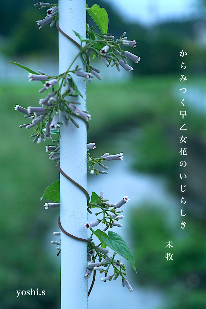写真句：からみつく花１