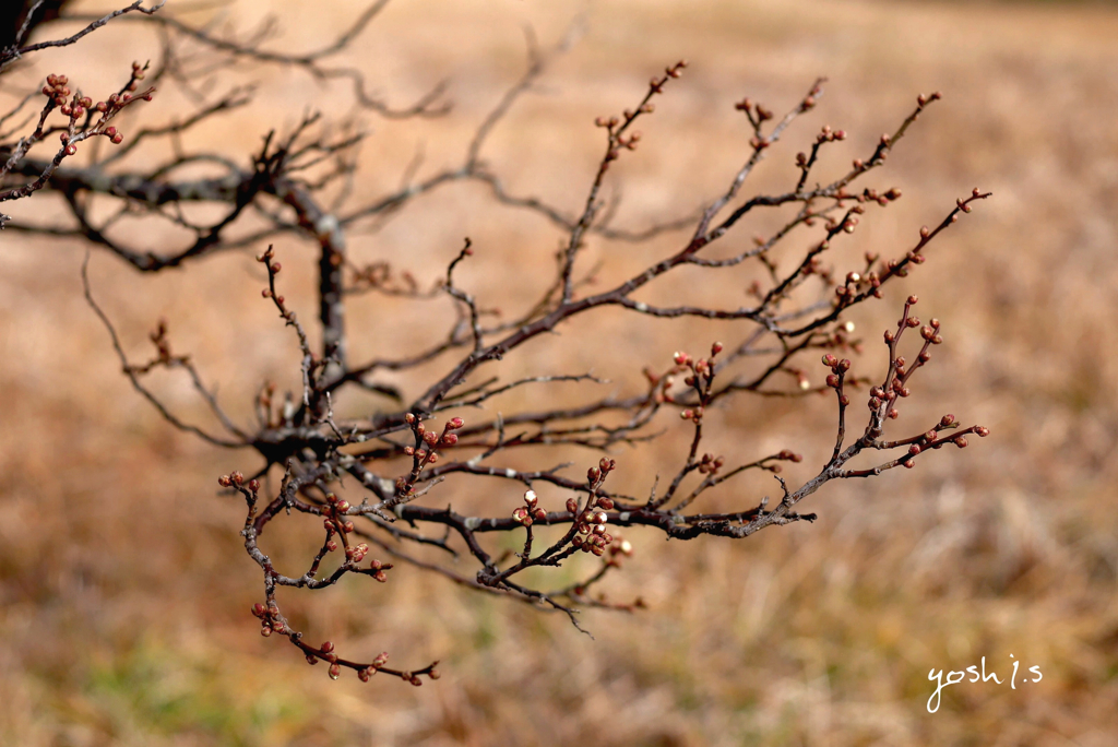 写真句：生気発動