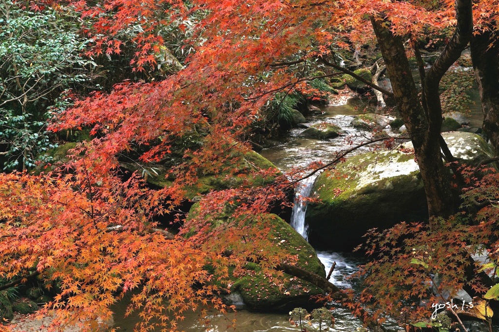 写真エッセイ：花貫渓谷１