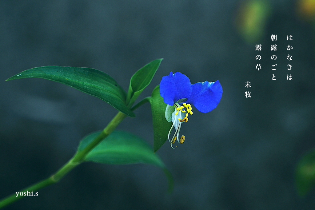写真句：露草