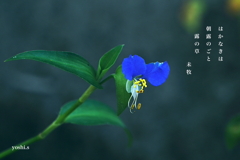 写真句：露草