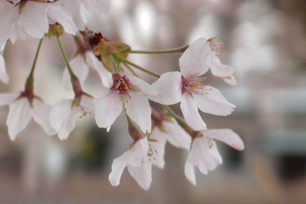 ほろ酔い桜
