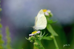 写真句：紋白蝶