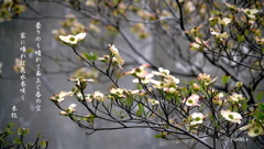 写真歌： 花水木咲く