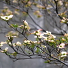 写真歌： 花水木咲く