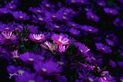 写真句：道路っぷちの松葉菊