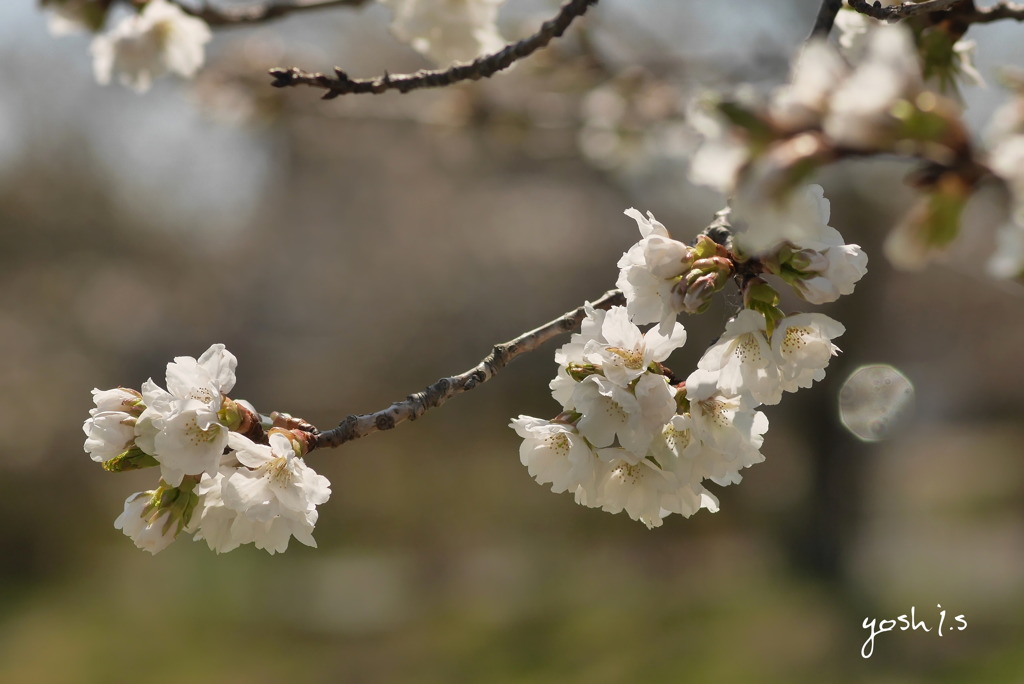 平成を送る：山桜１：写真句
