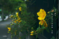 写真句：道端の花９：金糸梅