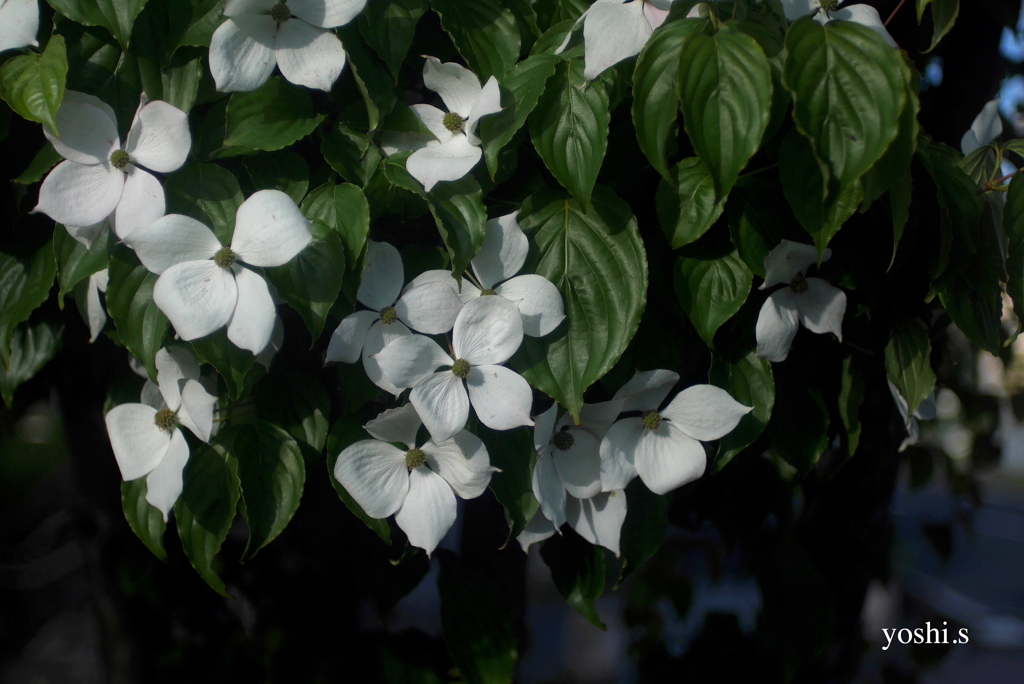 写真エッセイ：山法師の花