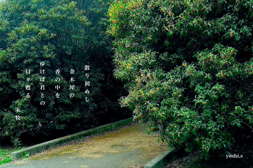 写真歌：金木犀の道
