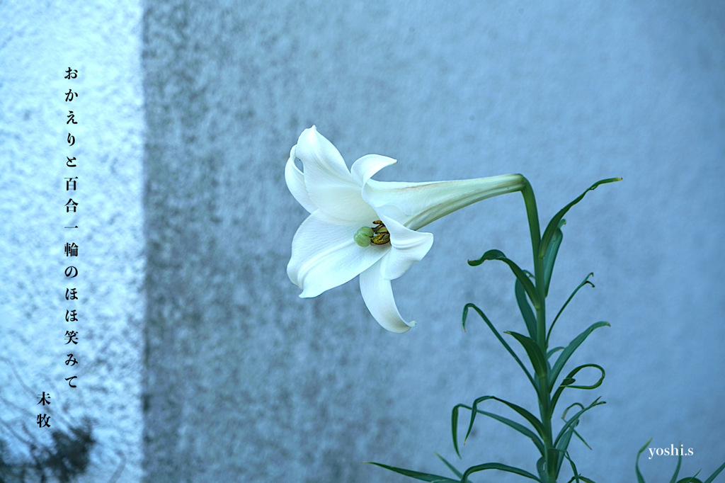 写真句：百合一輪