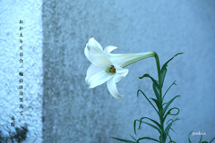 写真句：百合一輪