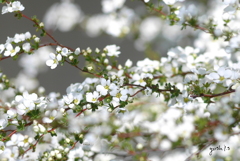 写真掌編：にほひをこせよ 番外：雪柳 by 凛子：写真歌