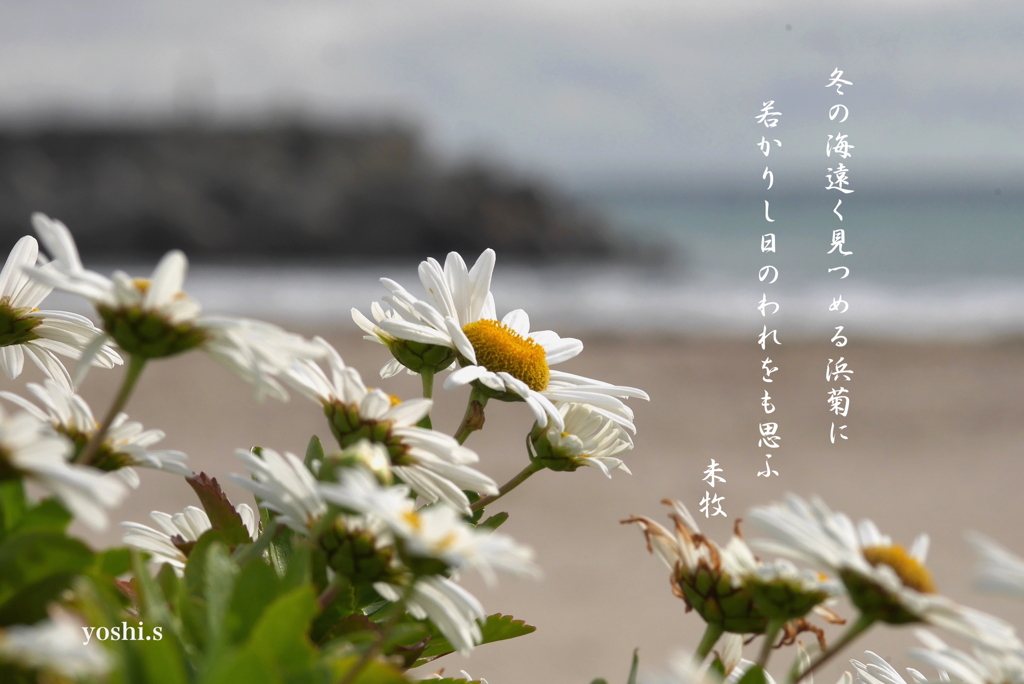 写真歌：浜菊２