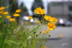 写真歌：道端の花：手を振る花