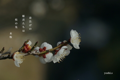 写真句：春告げの姫君たち２