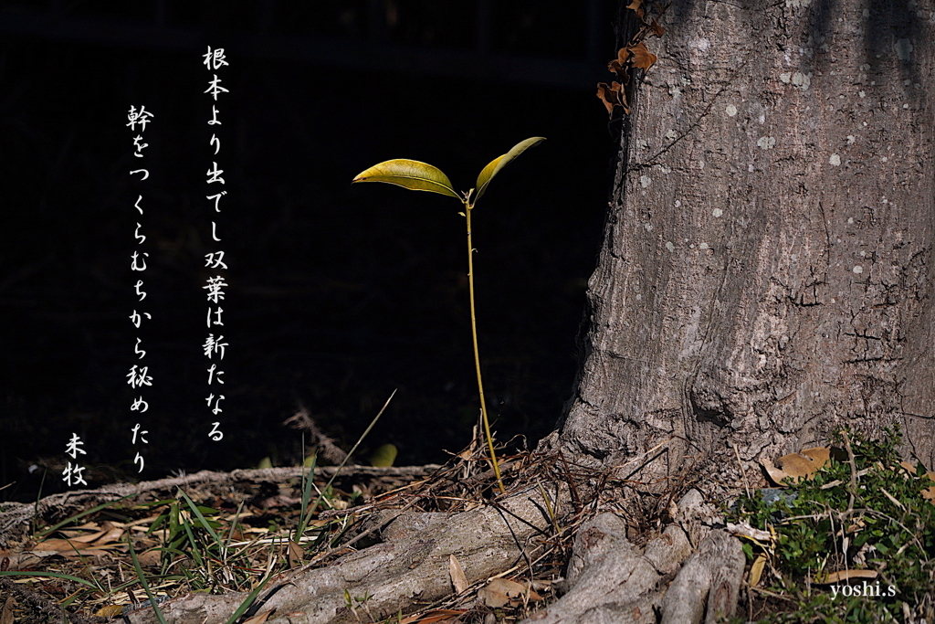 写真歌：双葉
