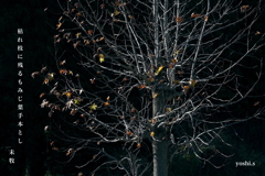 写真句：もみじ葉