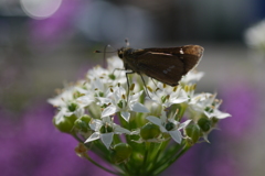 韮の花束に訪問者あり